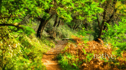 PF30385 - Native. - Imagem 11