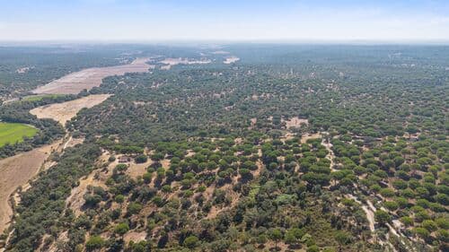 PF41106 - Herdade 176.6 ha, Montemor-o-Novo - Imagem 24