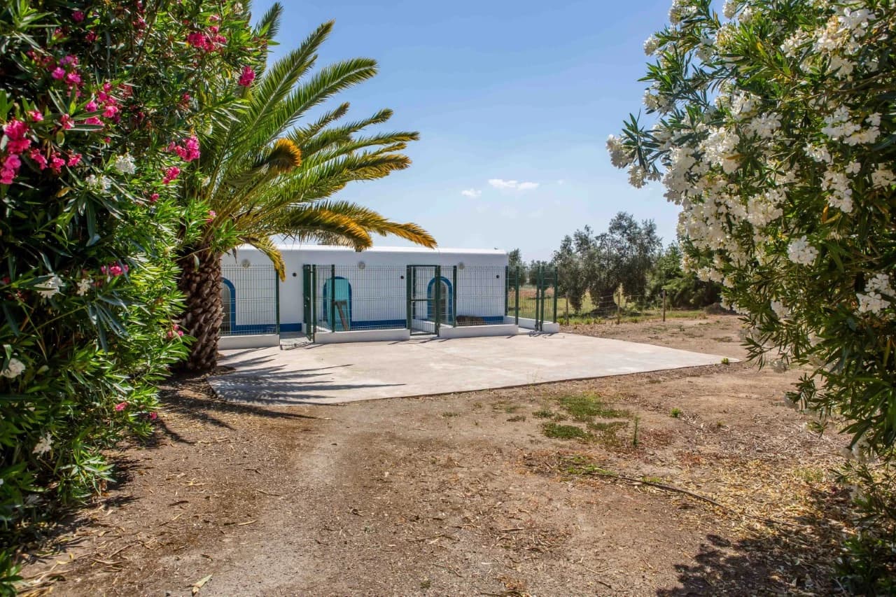 PF41138 - Quinta 29.1 ha, Ferreira do Alentejo - Imagem 25